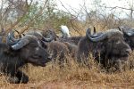 Cape Buffalo and an Egret waiting for the rain to stop.