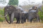 Elephants enjoying the rain.