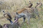 Hyaena feeding from a buffalo carcass.