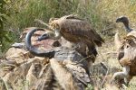 Once the hyaena was full, the vultures moved in.