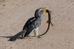 This yellow-billed hornbill caught a skink, but all is not as it seems...