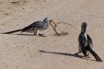 The skink was only playing dead, and made his escape as the hornbill tried to get him into position to swallow!