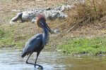 Goliath heron with a huge fish (and massive crocodiles resting on the bank behind!)