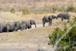 Did you know elephants greet each other by shaking trunks?! It's true - we witnessed it!