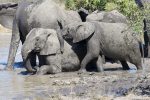 Aww, baby elephants enjoying a playful bath...