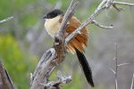 A fluffed-up Burchell's Coucal.