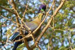 Purple-Crested Turacos hate being photographed but my patience paid off.