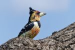 The over-the-top looking Crested Barbet.