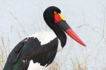 The dramatic Saddle-Billed Stork.