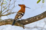 I was so excited to see my first Hoopoe! (They only raise their spectacular crests when alarmed.)