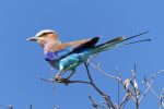 An unusual angle of my favourite bird, the Lilac-Breasted Roller.