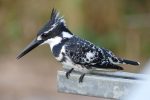 A very friendly Pied Kingfisher in the last light of the day.