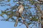 African Grey Hornbill.