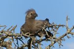 Grey Lourie (aka the 'Go-Away Bird').