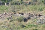 Zooming in on the left-hand rocks - there were 10 lions lying on this side, and another 8ish on the other!