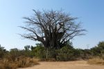 The iconic Baobab tree
