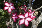 Impala Lilies make a beautiful splash of colour in the dried-out landscape