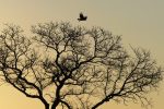 Lucky shot: bird of prey taking flight in the last golden light of the day