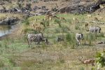 Watering holes attract lots of animals