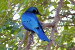 Cape Glossy Starling