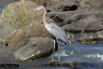 Goliath Heron