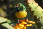 Collared Sunbird