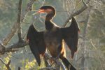 African Darter