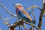 the stunning Lilac-Breasted Roller