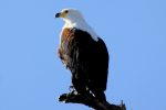 African Fish-Eagle