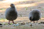 Natal Spurfowl (do you see the spurs?)