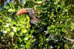 Crowned Hornbill