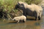 baby trying to copy his mum...