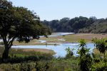 waterbuck and hippos resting by the Sabie River