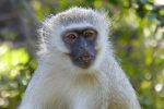 Vervet Monkey