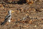 Southern Yellow-Billed Hornbill (left) and Dwarf Mongoose (right)