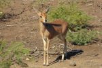 what a pretty Steenbok