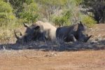 mum and baby White Rhinoceros