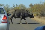 you don't mess with a Cape Buffalo