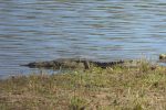 a huge Nile Crocodile