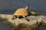 Serrated Hinged Terrapin balancing on a rock