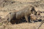 Warthog having a post-mudbath scratch