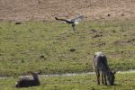 Fish Eagle carrying a fish past some Waterbuck