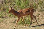 Impala are extremely common at Kruger