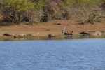 L-R: crocodile, terrapin, birds, crocodile - this can't end well...