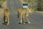 Lionesses on the prowl