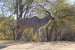 a big male Kudu