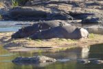 snoozing Hippos covered in Oxpeckers