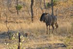 Blue Wildebeest