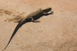 Africa's largest lizard - the Water Monitor
