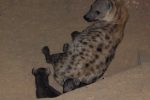 Spotted Hyaena with cubs!